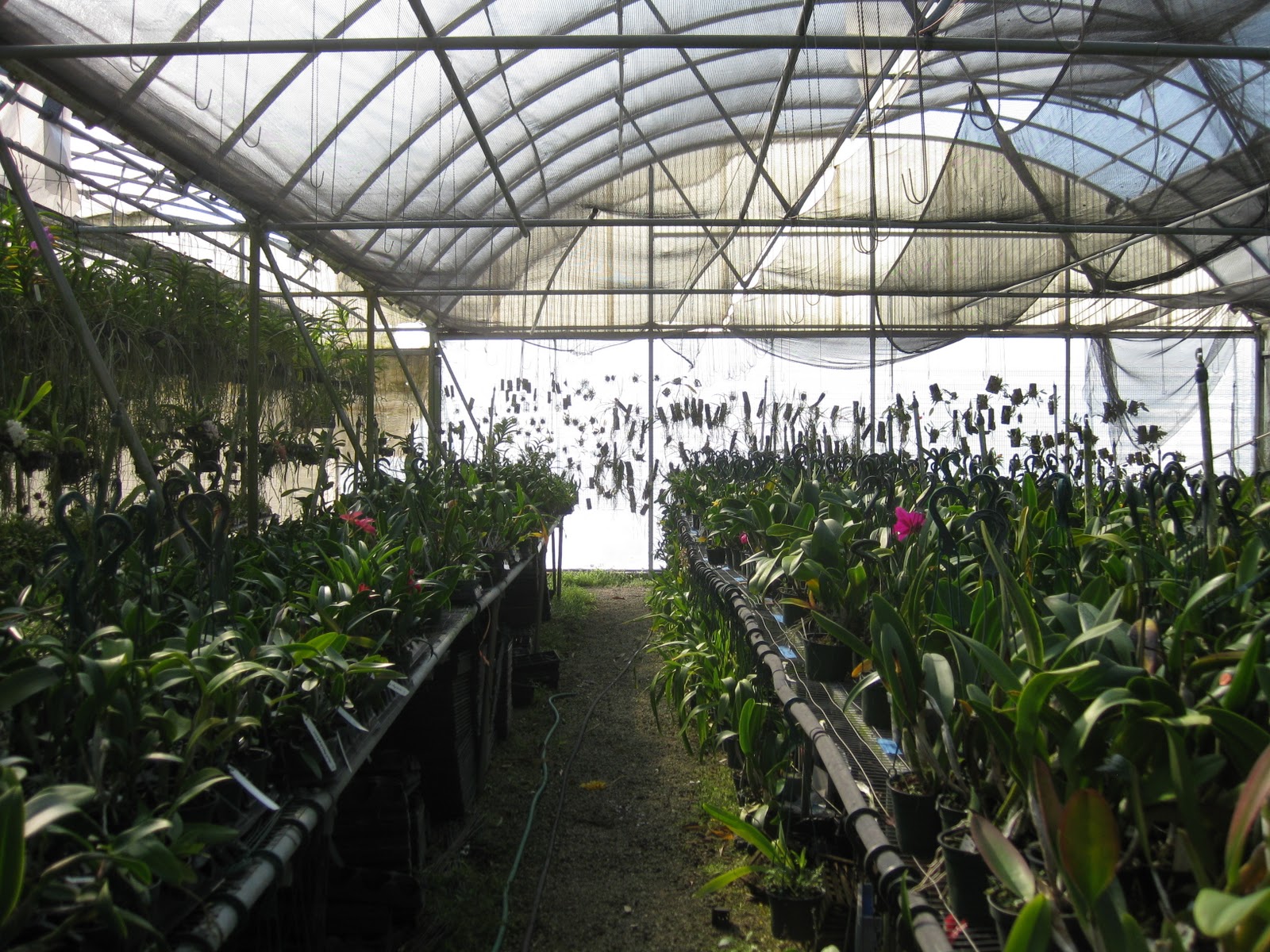 The Orchidteer Orchids of Orlando