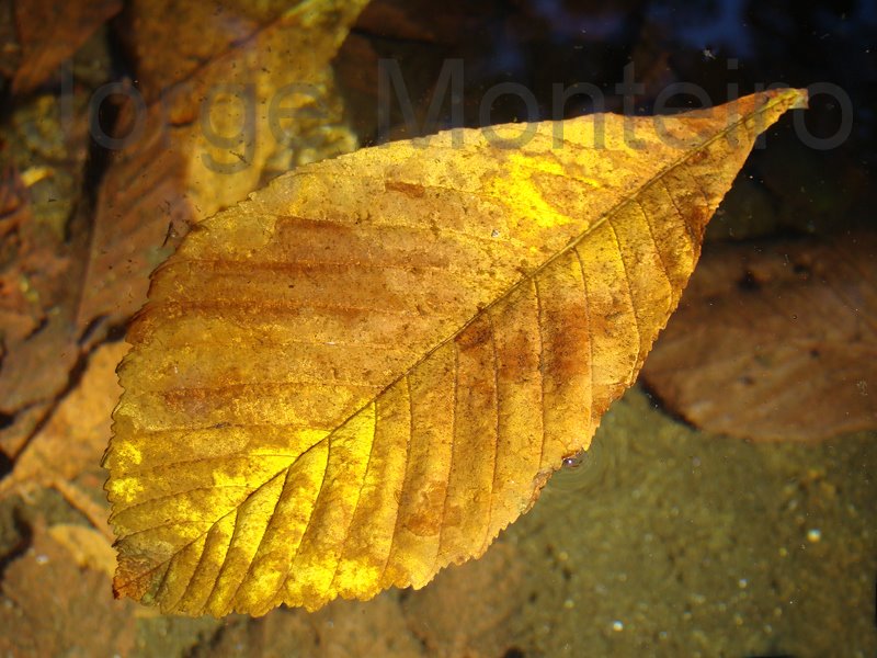 [Caíu+na+água..jpg]