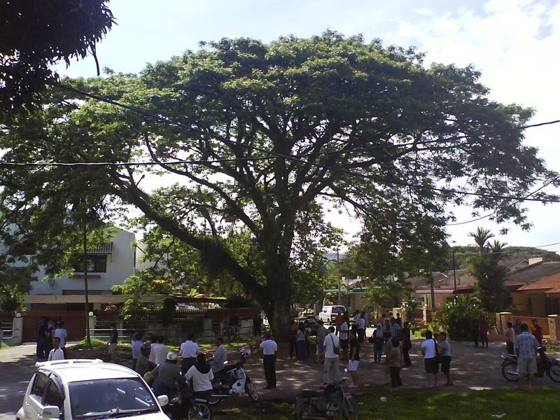 Ipohtown: Tree of Democracy