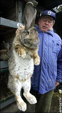 [rabbit.bmp]