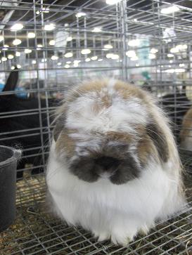 [rabbit22.JPG]