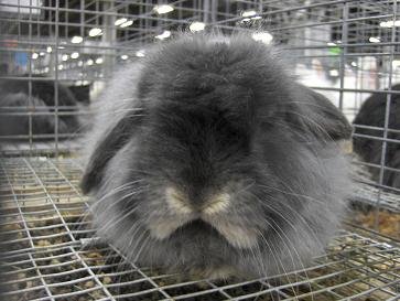 [rabbit32.JPG]