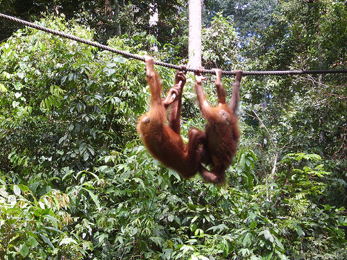 [orang+utan.jpg]