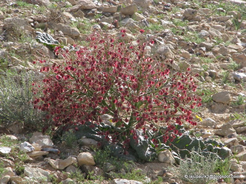 Rheum Palaestinum