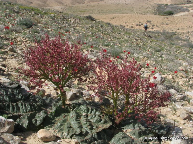 Rheum Palaestinum