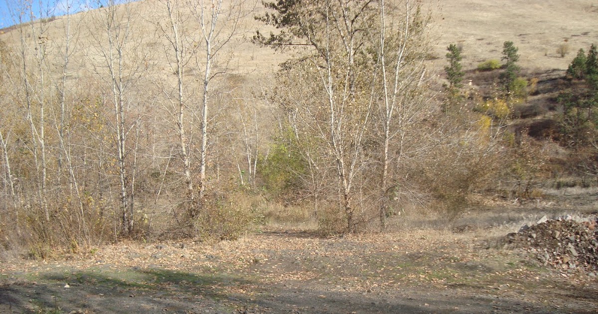 My Blog "Greasy Lake" by T. Coraghessan Boyle