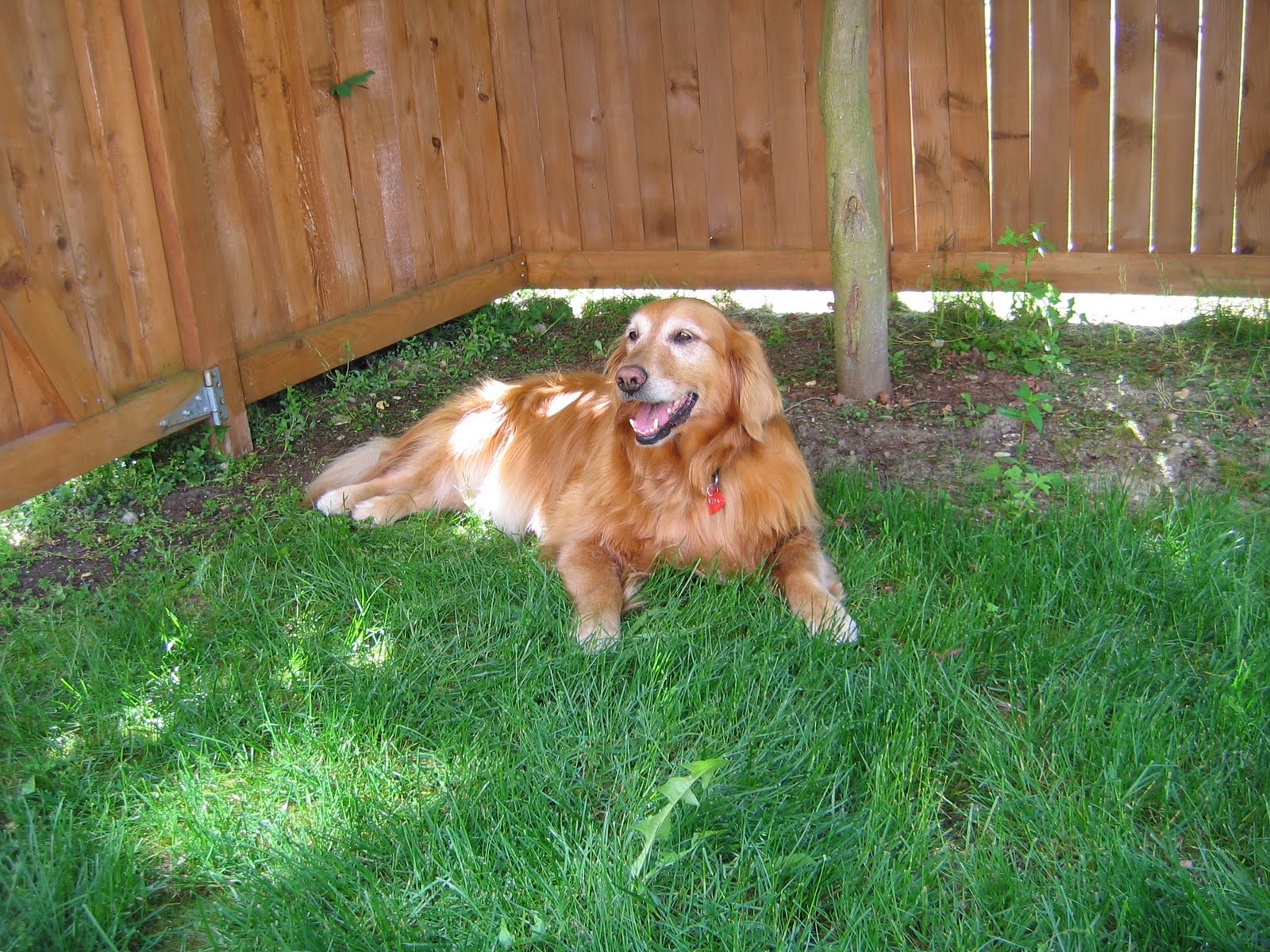 KT's Goldens Danger Cocoa shell garden mulch