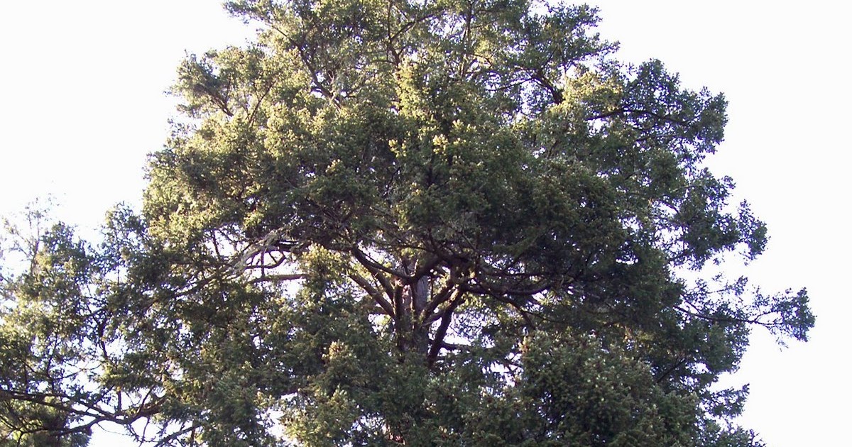 Vancouver Island Big Trees The B&B Tree