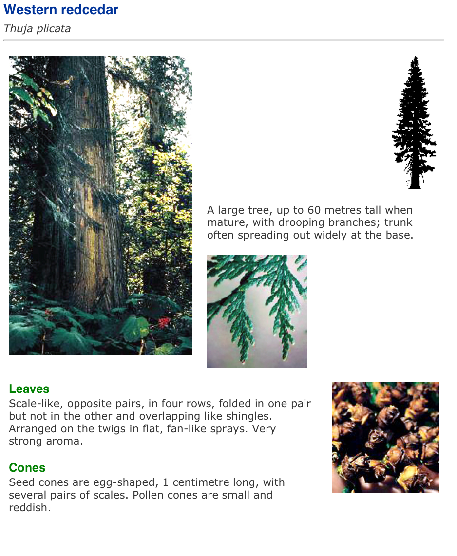 Vancouver Island Big Trees Identify Trees