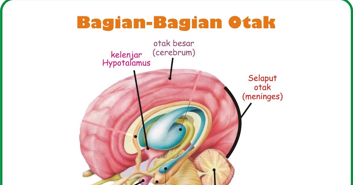 Saraf Pusat biologi.ku