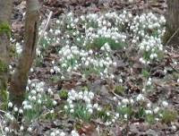 Snowdrops in the woods at Moggerhanger Park