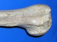 Part of a bone