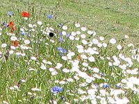 English meadow flowers