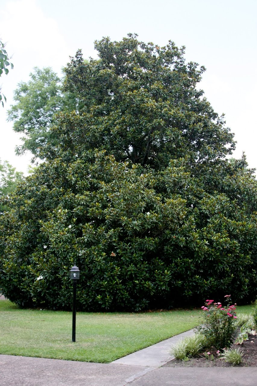 Conner Family Blog Mississippi Magnolias