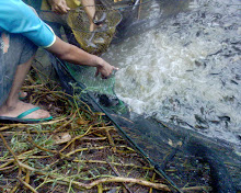 Ikan lele di masukkan dalam sanggi