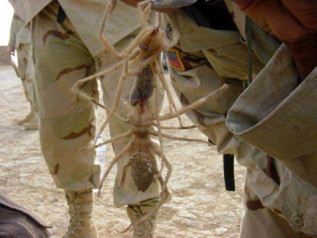 Soldier Holding Spider