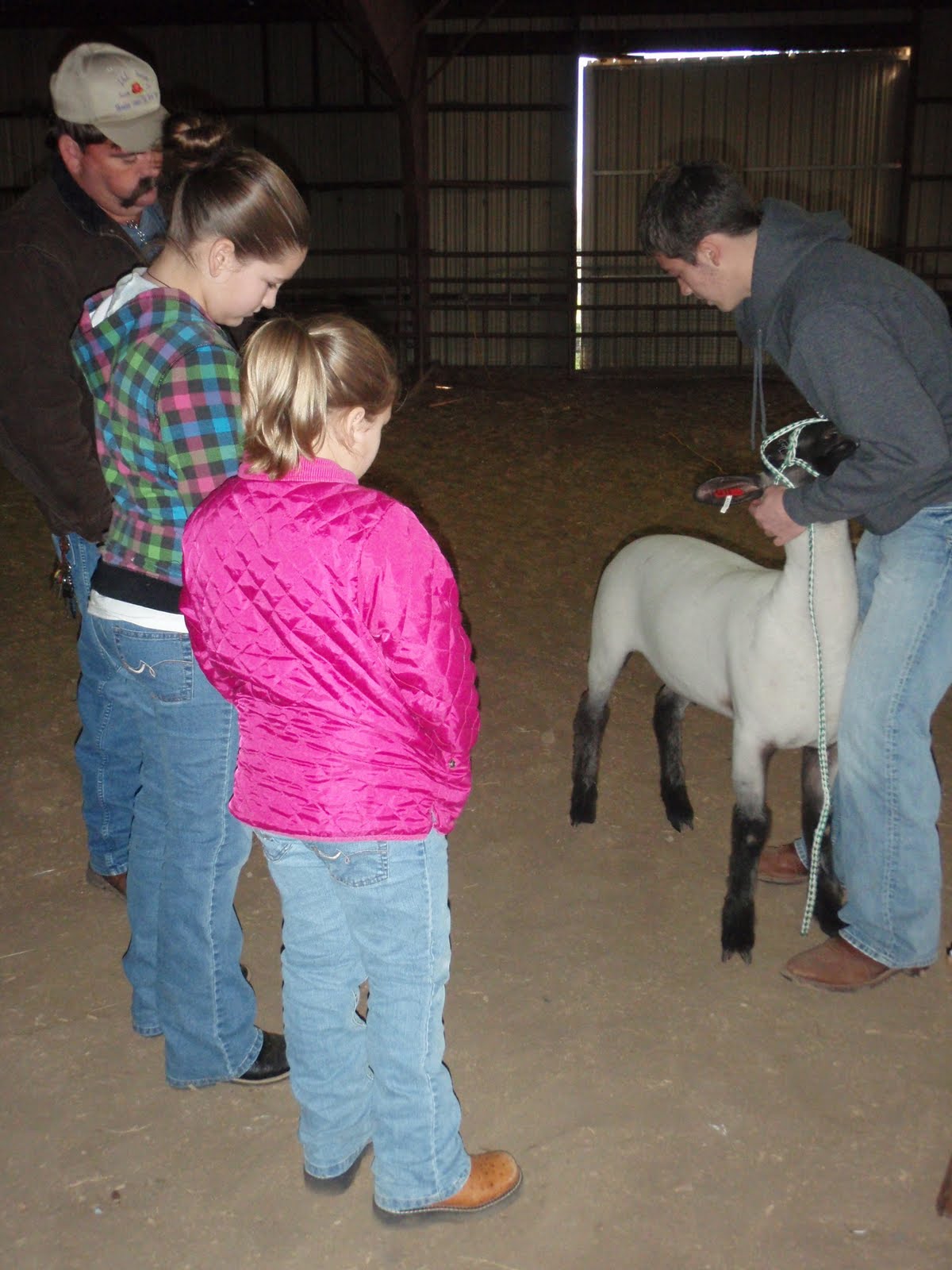 parish 4 h swine  sheep