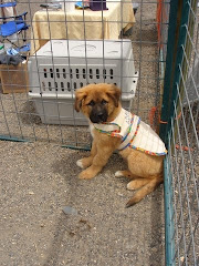 Lucy as a Puppy at the Pound