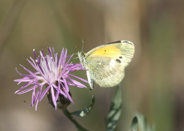 [Dainty+Sulphur+9-01-07+WP+email.jpg]