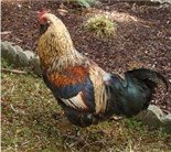 Rainbow the Rooster