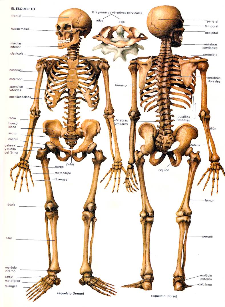 Atlas de anatomia humana pdf completo