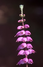 Heather, la flor del brezo