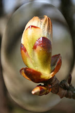 Chestnut bud. Brotes de castaño