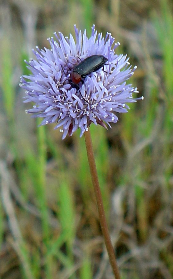 [jasione.jpg]
