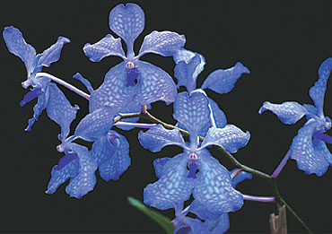 true blue vanda orhid