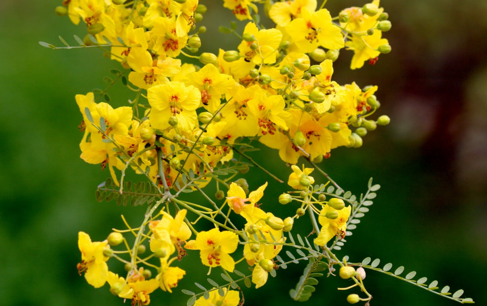 JamulBlog Palo Verde Tree...