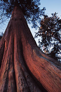 மனிதர்களை கண்டால்  குழிபறிக்கும் மூலிகை Giant+cedar+-+Tourism+BC