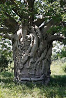 மனிதர்களை கண்டால்  குழிபறிக்கும் மூலிகை Thousand+plus+year+old+boab+tree