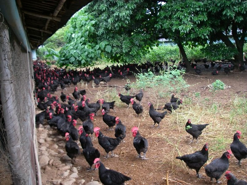 BASED FOB Free Range Chicken