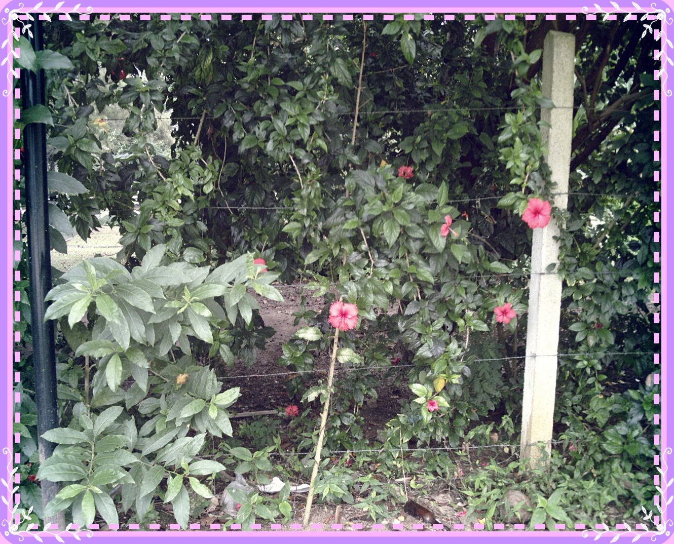 [natureza+024.JPG]