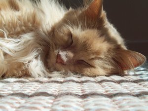 [Afternoon_Nap_by_Le_Cheval.jpg]