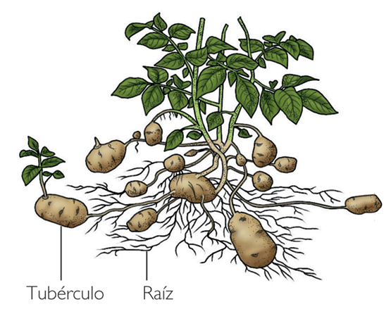 frecuente en las plantas que en los animales Se distinguen dos tipos frecuente en las plantas que en los animales Se distinguen dos tipos
