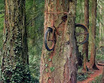 Bike in tree
