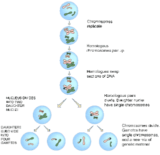 FACES DE LA MEIOSIS faces de la meiosis: