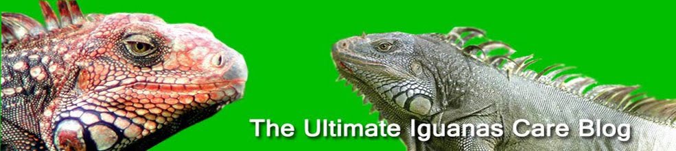 The Ultimate Iguanas Care Blog