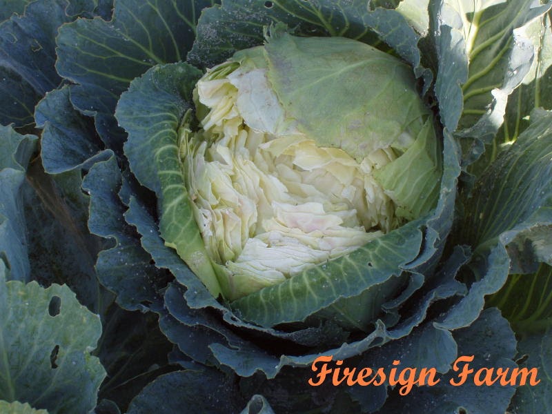Firesign Farm RootPruning Cabbage