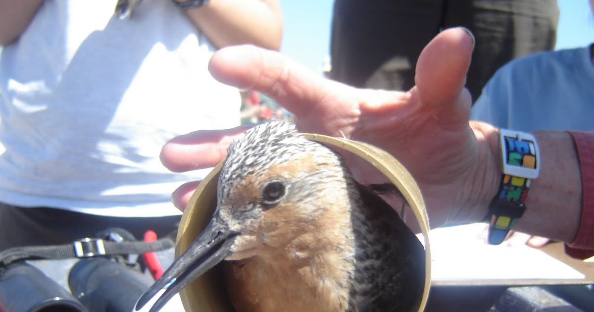 Endangered New Jersey Horseshoe Crabs and Red Knots Show Improvement
