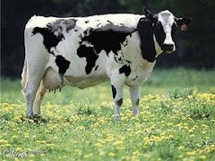 ¡Cada vaca es un mundo!