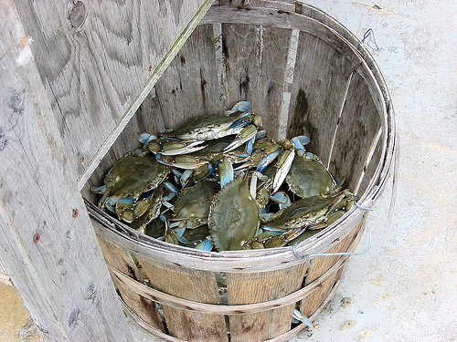 My daughter and I have a blast catching these Maryland Blues