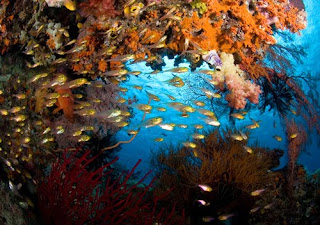 Raja Ampat