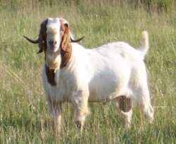 male boer goat