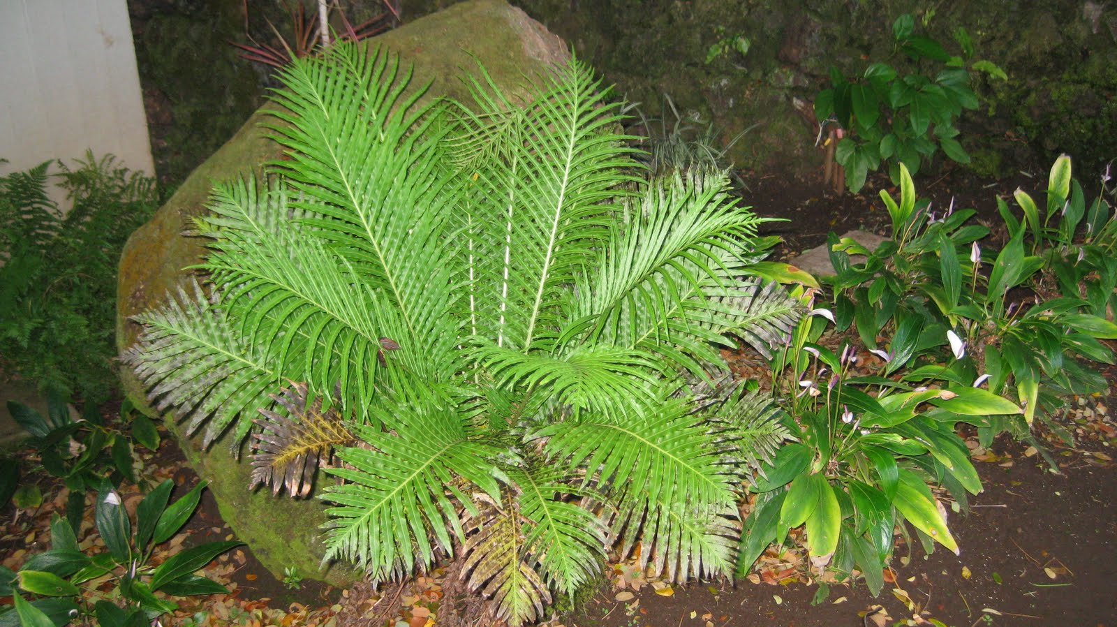 [maui+012.JPG]