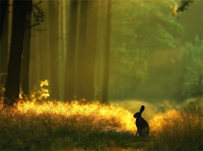 bunny+sunny.jpg