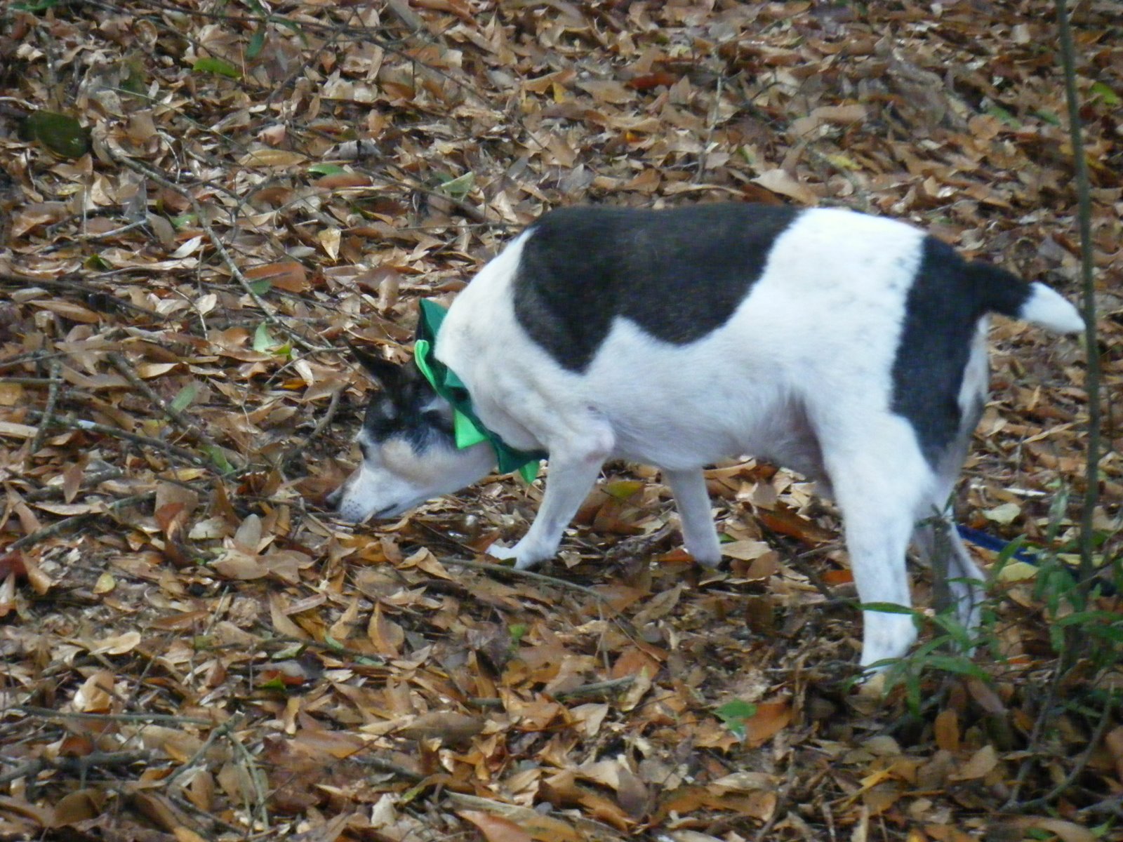[Christmas+08...Scooter+005.JPG]