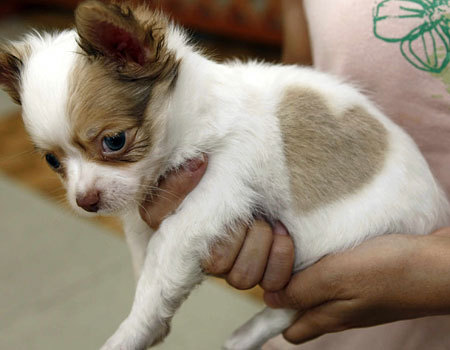 [heart...puppy2.jpg]