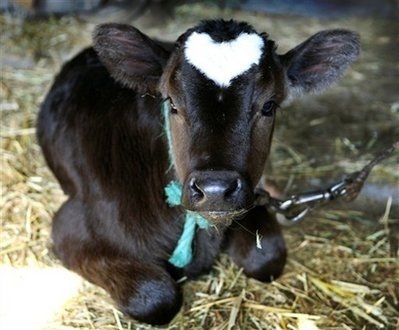 [heart...ox.jpg]